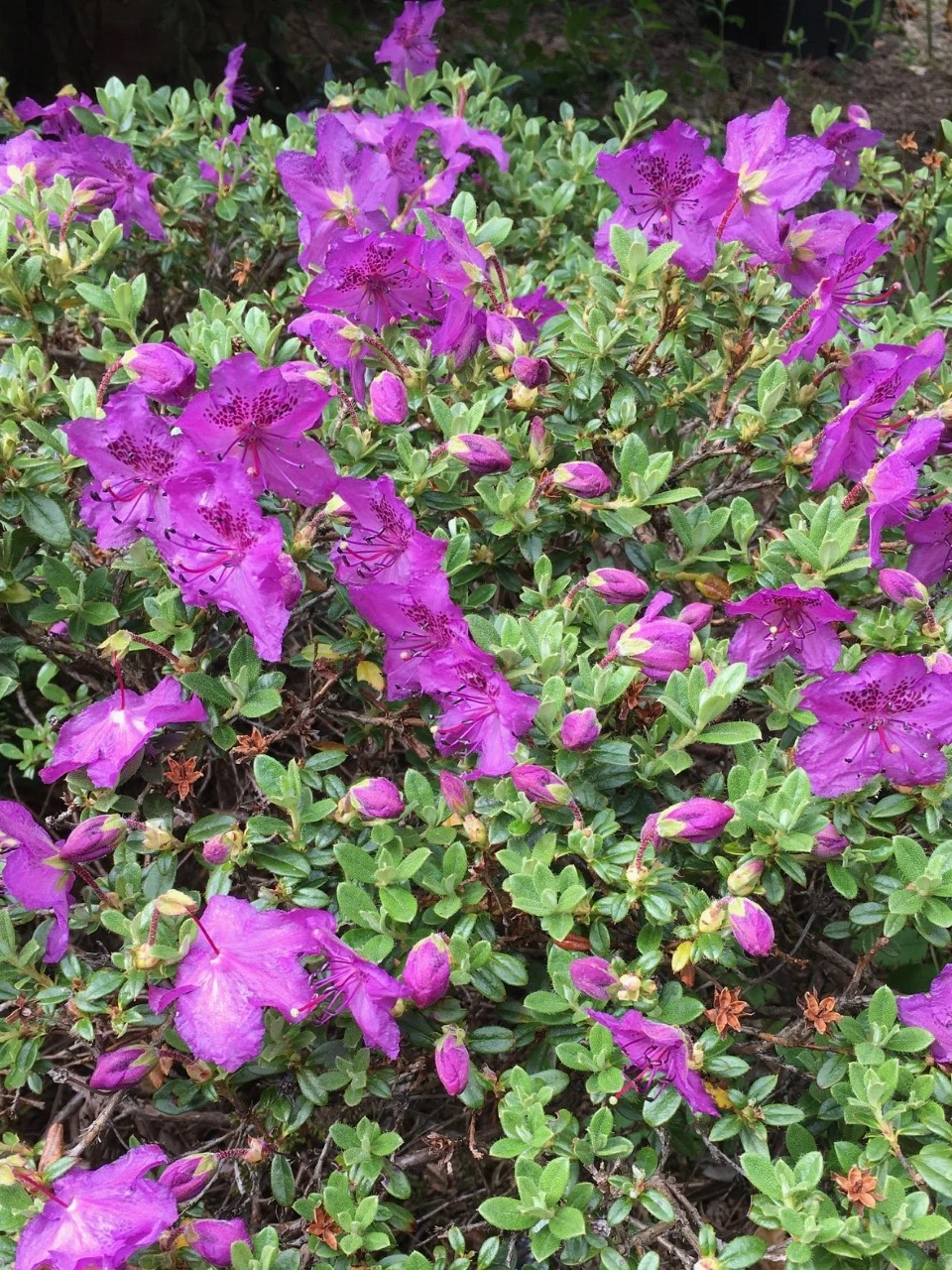 R. calostrotum ssp. keleticum AGM